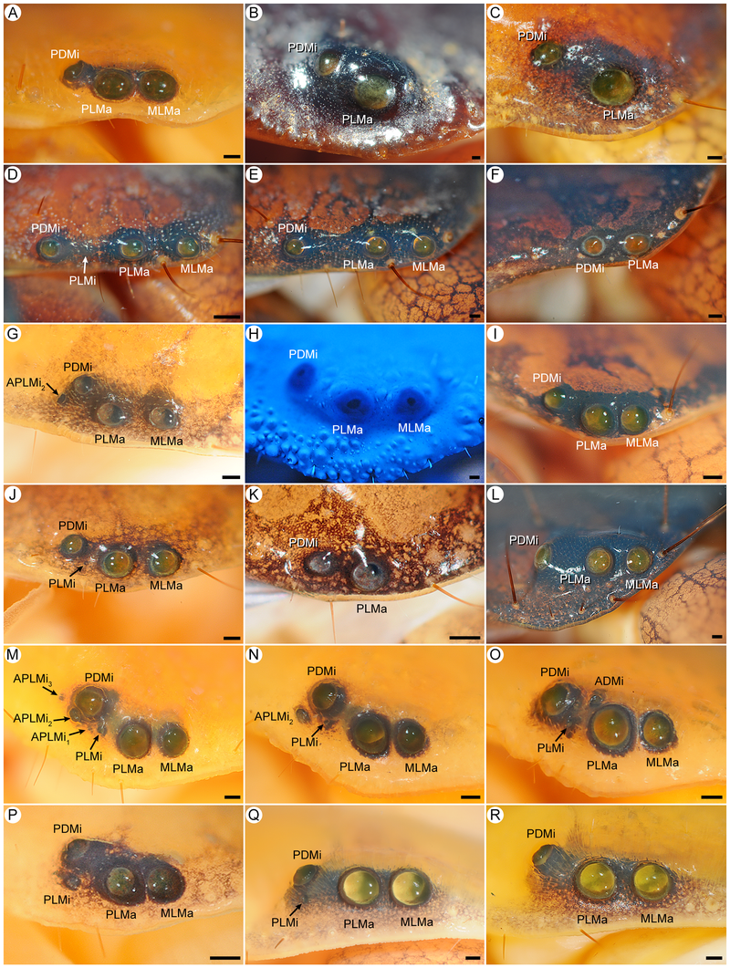 Illustration for article titled These Magnified Bug Parts Are Super Gross and You Should Look at Them